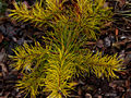 Pinus contorta Golden Striker IMG_1518 Sosna wydmowa